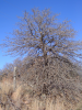 Blackjack and little bluestem in Lincoln County, Oklahoma Credit - DeepFork