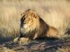 Lion (Panthera leo) lying down in Namibia.